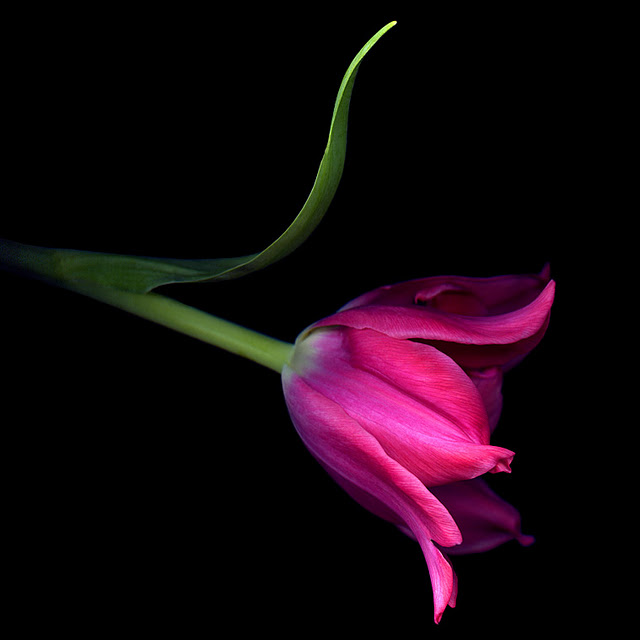 اضغط على الصورة لعرض أكبر. 

الإسم:	SINGLE PINK TULIP.jpg 
مشاهدات:	1 
الحجم:	38.2 كيلوبايت 
الهوية:	848158