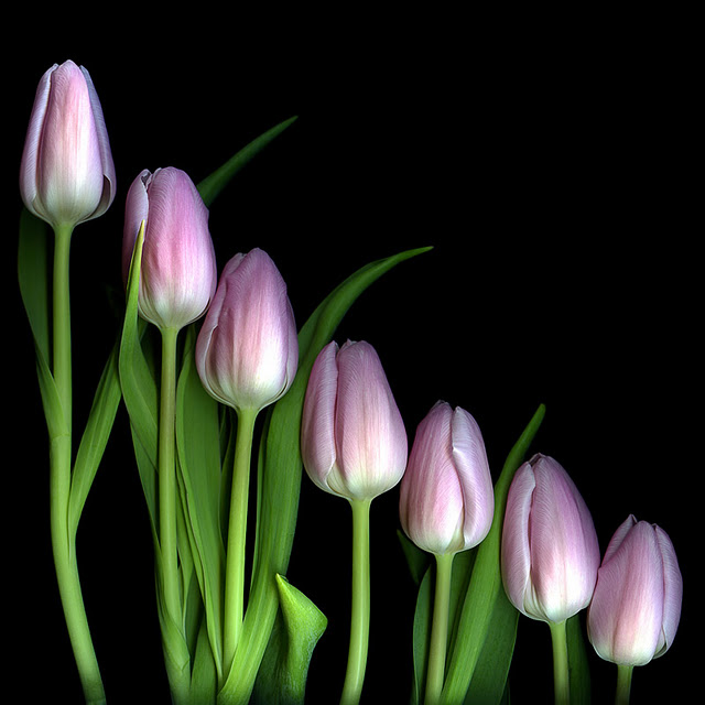 اضغط على الصورة لعرض أكبر. 

الإسم:	THE VON TRAPP TULIPS...jpg 
مشاهدات:	1 
الحجم:	72.1 كيلوبايت 
الهوية:	848159