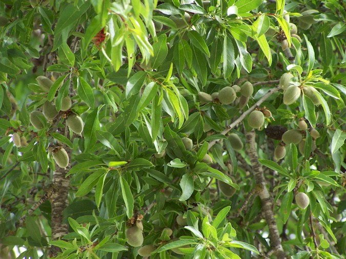 اضغط على الصورة لعرض أكبر. 

الإسم:	almond-tree-a.jpg 
مشاهدات:	1 
الحجم:	139.6 كيلوبايت 
الهوية:	848195