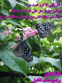 اضغط على الصورة لعرض أكبر. 

الإسم:	Butterfly-Garden-1.jpg 
مشاهدات:	1 
الحجم:	18.1 كيلوبايت 
الهوية:	832941