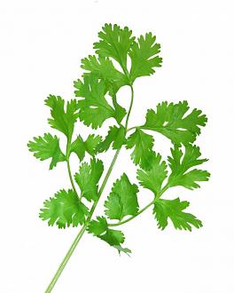 اضغط على الصورة لعرض أكبر. 

الإسم:	Fresh_Coriander_Leaf.jpg 
مشاهدات:	1 
الحجم:	57.7 كيلوبايت 
الهوية:	833462