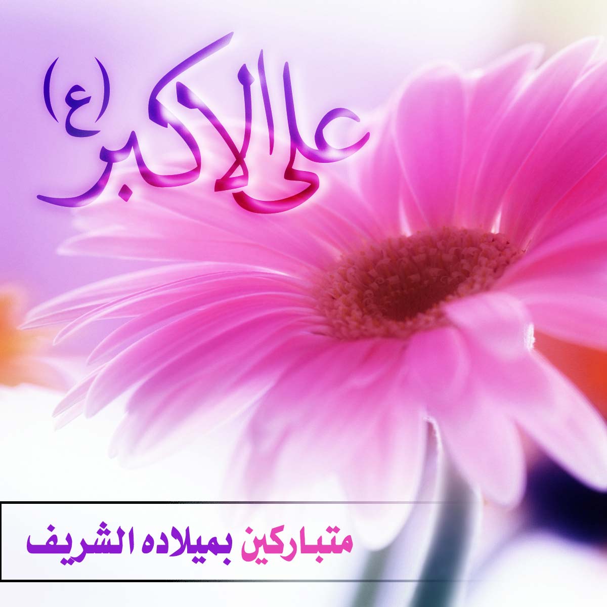 حلقة خاصة بمولد علي الاكبر . يوم غد الاربعاء. لبرنامج  امسيات النور  -  منتدى الكفيل