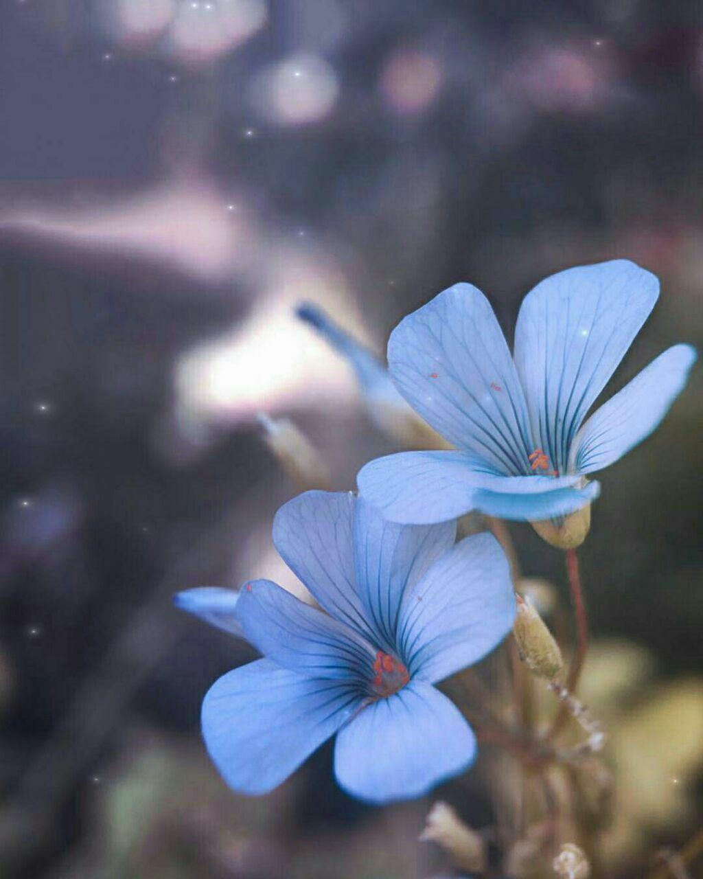 اضغط على الصورة لعرض أكبر. 

الإسم:	photo_2017-10-11_11-25-27.jpg 
مشاهدات:	1 
الحجم:	89.1 كيلوبايت 
الهوية:	863715