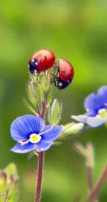 اضغط على الصورة لعرض أكبر. 

الإسم:	14699778_655312887963578_826275817_n.jpg 
مشاهدات:	2 
الحجم:	25.1 كيلوبايت 
الهوية:	861492
