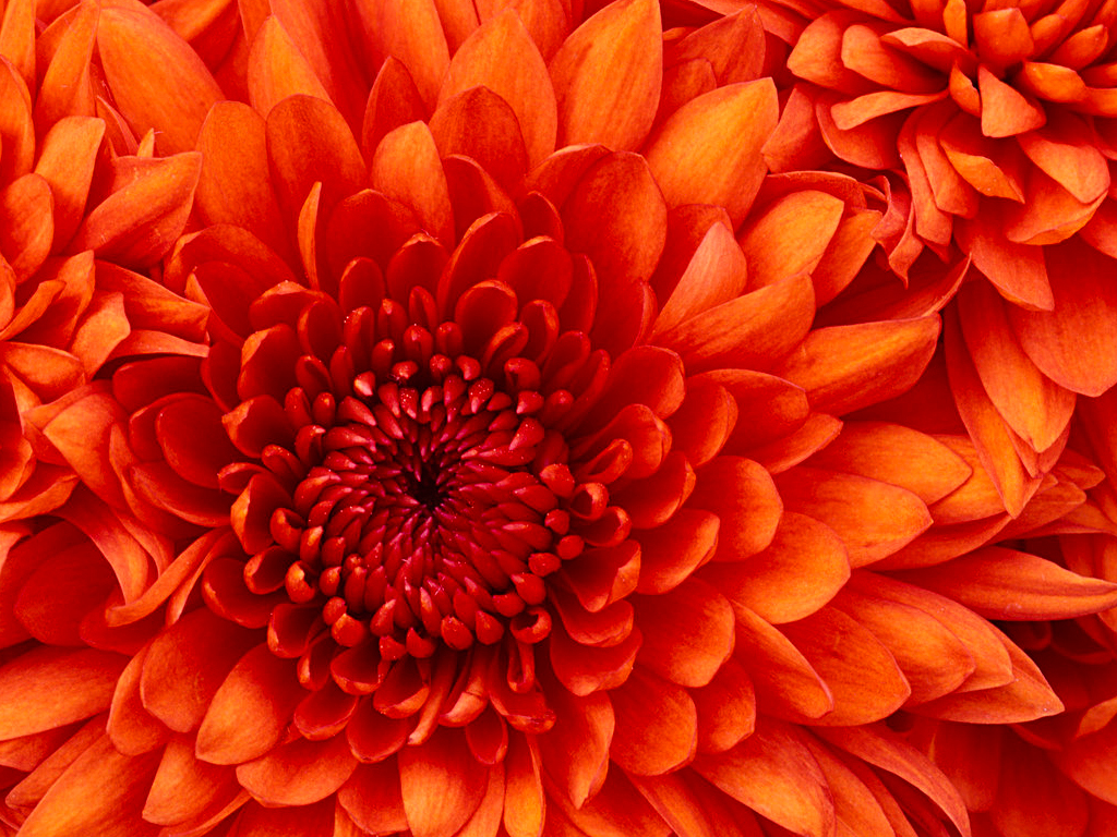 اضغط على الصورة لعرض أكبر. 

الإسم:	Chrysanthemum.jpg 
مشاهدات:	3 
الحجم:	858.8 كيلوبايت 
الهوية:	840577