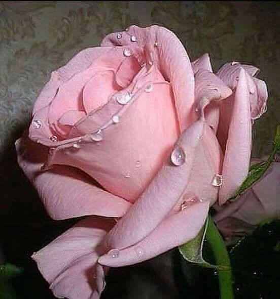 اضغط على الصورة لعرض أكبر. 

الإسم:	12573162_1732450490320462_7104837205904504212_n.jpg 
مشاهدات:	397 
الحجم:	44.5 كيلوبايت 
الهوية:	912369