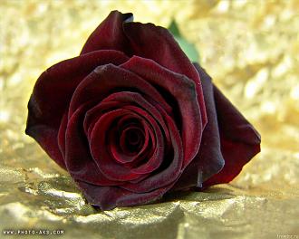 اضغط على الصورة لعرض أكبر. 

الإسم:	Burnt-Red-flower.jpg 
مشاهدات:	1 
الحجم:	746.4 كيلوبايت 
الهوية:	832318