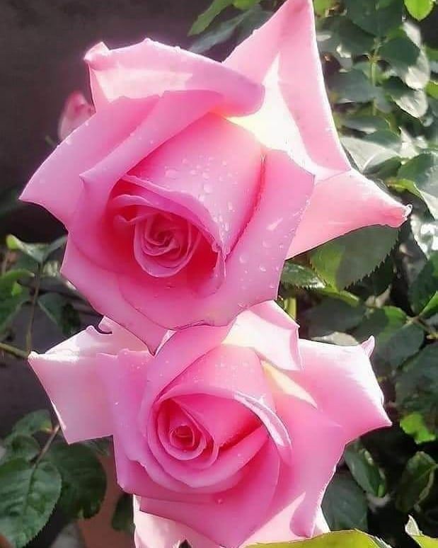 اضغط على الصورة لعرض أكبر. 

الإسم:	IMG-20200526-WA0003.jpg 
مشاهدات:	293 
الحجم:	78.9 كيلوبايت 
الهوية:	927242