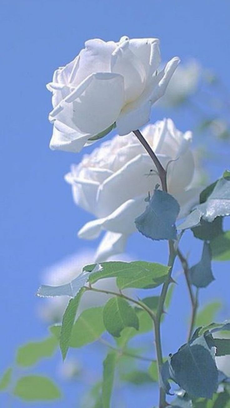 اضغط على الصورة لعرض أكبر. 

الإسم:	IMG-20200526-WA0006.jpg 
مشاهدات:	330 
الحجم:	91.1 كيلوبايت 
الهوية:	929200