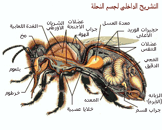 اضغط على الصورة لعرض أكبر. 

الإسم:	ss44 5y.gif 
مشاهدات:	1 
الحجم:	14.5 كيلوبايت 
الهوية:	851967