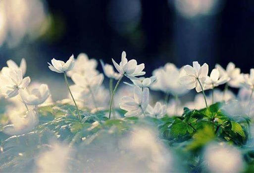 اضغط على الصورة لعرض أكبر. 

الإسم:	15317844_379456315734259_4791656125094703736_n.jpg 
مشاهدات:	1217 
الحجم:	47.8 كيلوبايت 
الهوية:	956602