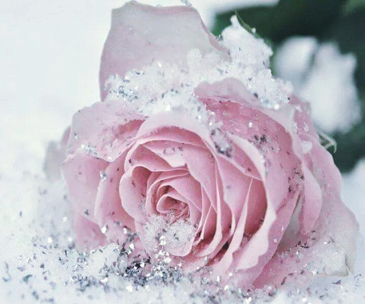 اضغط على الصورة لعرض أكبر. 

الإسم:	11138147_182737112092568_7118420769822543355_n.jpg 
مشاهدات:	260 
الحجم:	87.2 كيلوبايت 
الهوية:	975908
