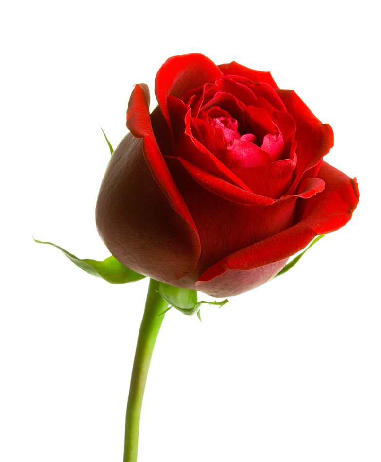 اضغط على الصورة لعرض أكبر. 

الإسم:	rose.jpg 
مشاهدات:	1 
الحجم:	48.7 كيلوبايت 
الهوية:	833080