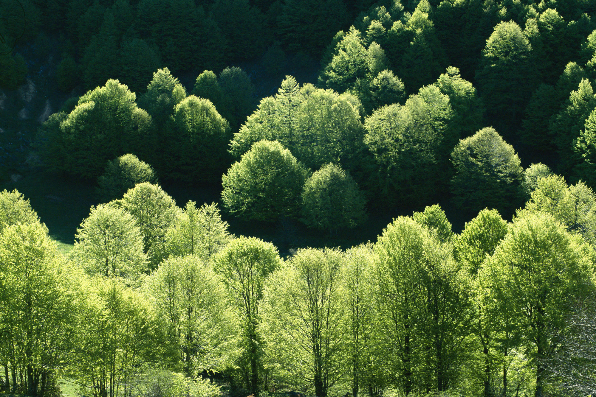 اضغط على الصورة لعرض أكبر. 

الإسم:	Beech Trees, Campolongo Valley, Pollino National Park, Calabria, Italy.jpg 
مشاهدات:	1 
الحجم:	862.7 كيلوبايت 
الهوية:	852205