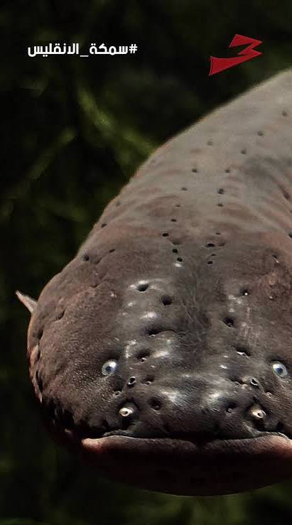 اضغط على الصورة لعرض أكبر. 

الإسم:	dataurl000180.jpg 
مشاهدات:	24 
الحجم:	51.3 كيلوبايت 
الهوية:	1051484