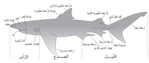 اضغط على الصورة لعرض أكبر. 

الإسم:	dataurl769701.jpg 
مشاهدات:	17 
الحجم:	17.2 كيلوبايت 
الهوية:	1051990