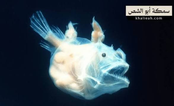 اضغط على الصورة لعرض أكبر. 

الإسم:	dataurl960979.jpg 
مشاهدات:	16 
الحجم:	27.4 كيلوبايت 
الهوية:	1053652