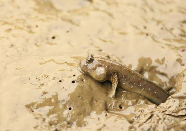 اضغط على الصورة لعرض أكبر. 

الإسم:	dataurl085482.jpg 
مشاهدات:	31 
الحجم:	54.6 كيلوبايت 
الهوية:	1053748