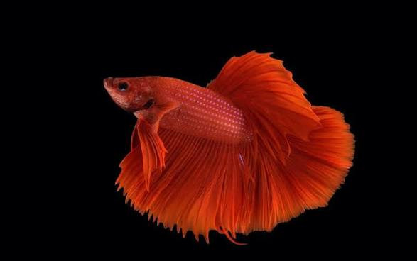 اضغط على الصورة لعرض أكبر. 

الإسم:	dataurl009134.jpg 
مشاهدات:	22 
الحجم:	27.2 كيلوبايت 
الهوية:	1055636