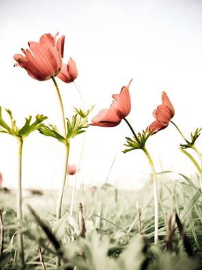 اضغط على الصورة لعرض أكبر.&nbsp;

الإسم:	11880454_723166157827228_8976790544928246039_n.jpg&nbsp;
مشاهدات:	2&nbsp;
الحجم:	19.7 كيلوبايت&nbsp;
الهوية:	863677