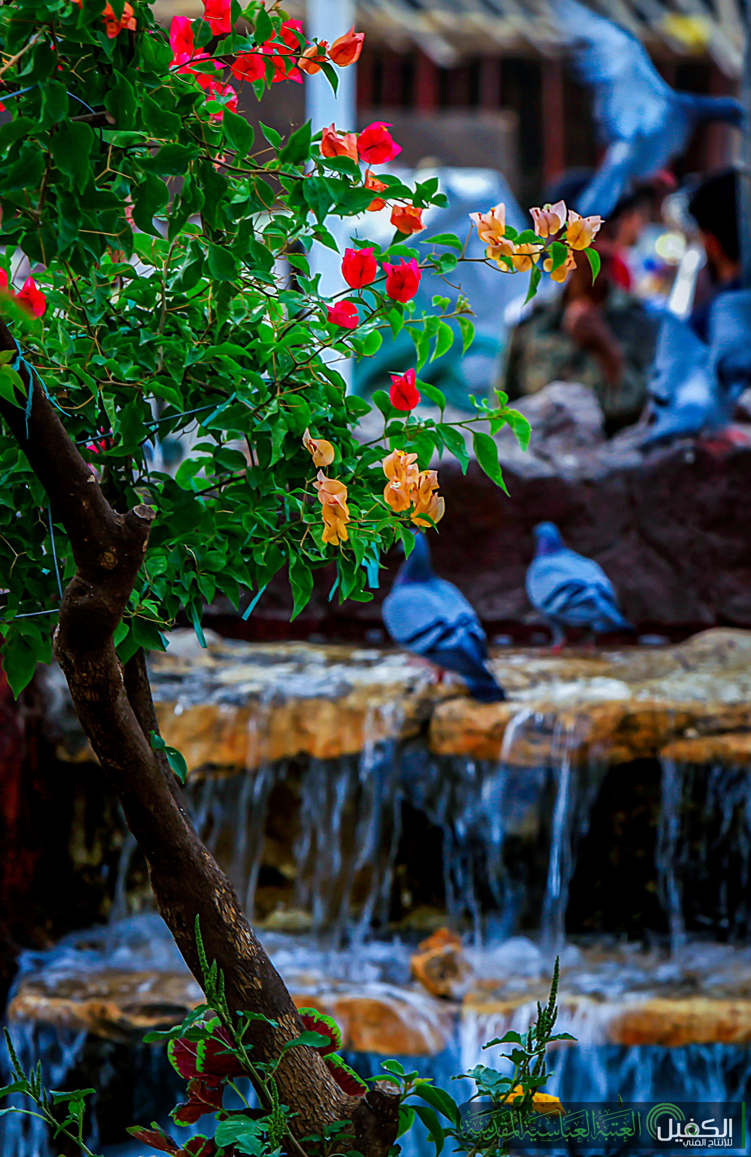 اضغط على الصورة لعرض أكبر.&nbsp;

الإسم:	الشجرة  الجميلة .jpg&nbsp;
مشاهدات:	1&nbsp;
الحجم:	937.6 كيلوبايت&nbsp;
الهوية:	864006