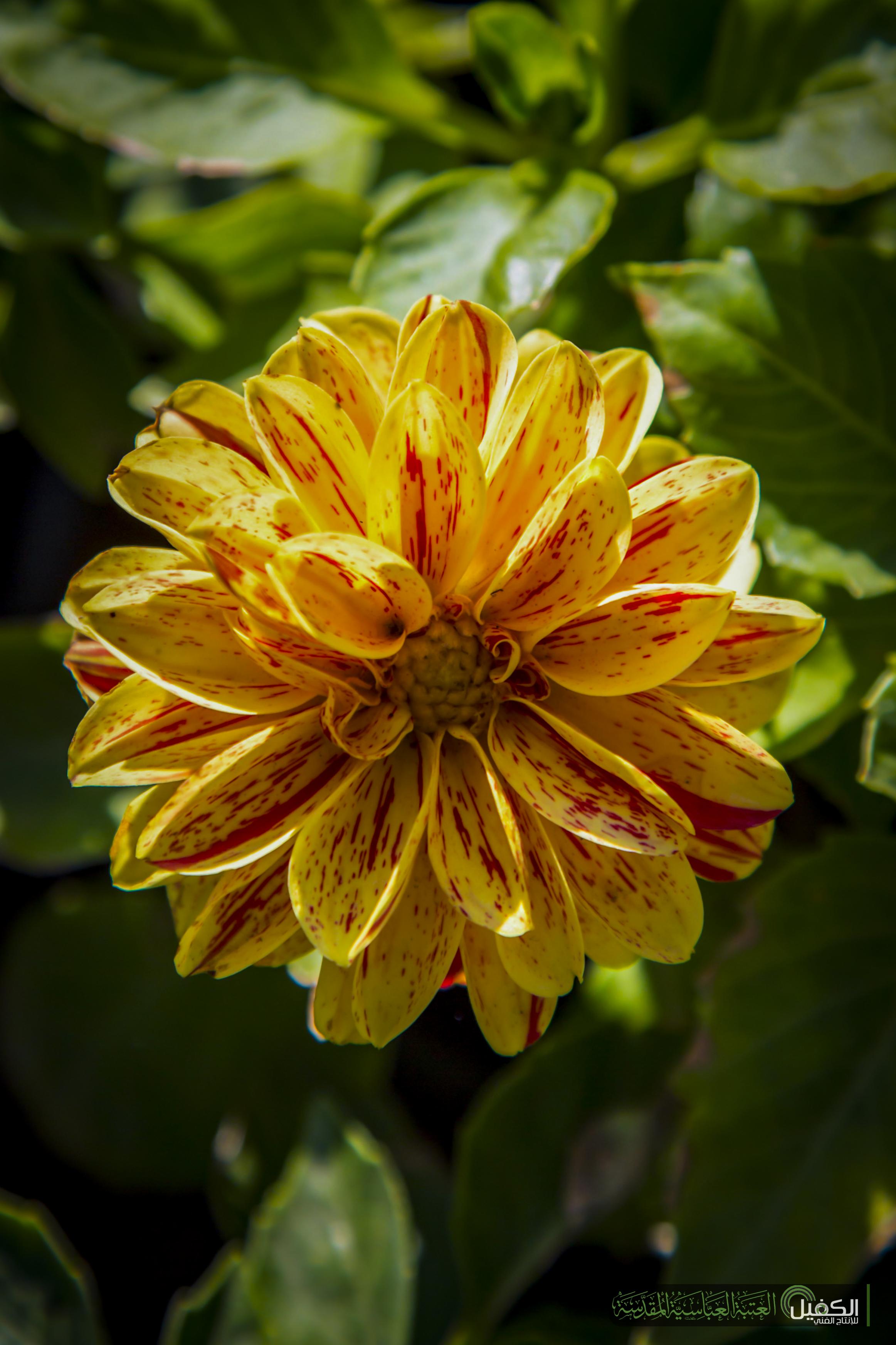 اضغط على الصورة لعرض أكبر.&nbsp;

الإسم:	IMG_2811.jpg&nbsp;
مشاهدات:	1&nbsp;
الحجم:	457.1 كيلوبايت&nbsp;
الهوية:	864111