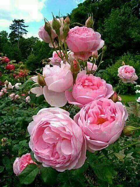 اضغط على الصورة لعرض أكبر.&nbsp;

الإسم:	image-cbf3543ffec7c710f2bdd505c6e7b6691d71ae1f5c95bc28f4f9a6638eac72df-V.jpg&nbsp;
مشاهدات:	1&nbsp;
الحجم:	234.6 كيلوبايت&nbsp;
الهوية:	863571