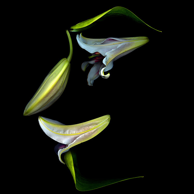 اضغط على الصورة لعرض أكبر.&nbsp;

الإسم:	LILY'S PROFILE.jpg&nbsp;
مشاهدات:	1&nbsp;
الحجم:	46.6 كيلوبايت&nbsp;
الهوية:	848152