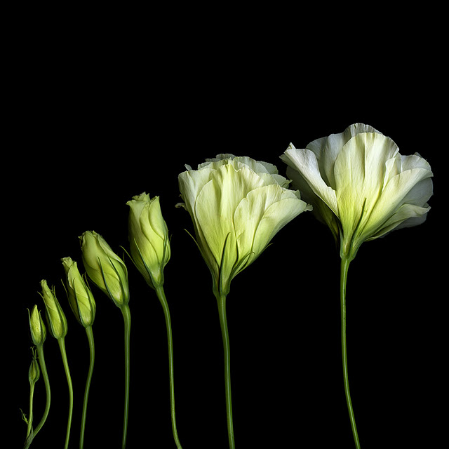 اضغط على الصورة لعرض أكبر.&nbsp;

الإسم:	EVOLUTION.jpg&nbsp;
مشاهدات:	1&nbsp;
الحجم:	54.6 كيلوبايت&nbsp;
الهوية:	848149