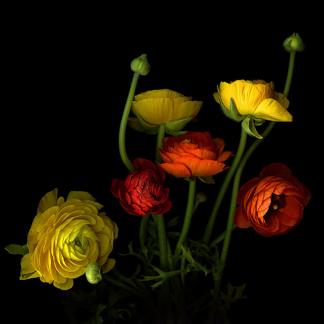 اضغط على الصورة لعرض أكبر.&nbsp;

الإسم:	RANUNCULUS.jpg&nbsp;
مشاهدات:	1&nbsp;
الحجم:	72.7 كيلوبايت&nbsp;
الهوية:	848156