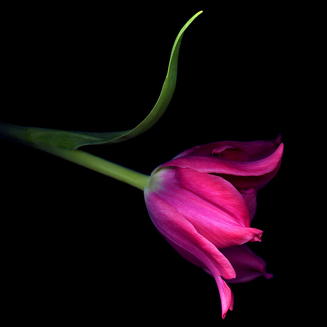 اضغط على الصورة لعرض أكبر.&nbsp;

الإسم:	SINGLE PINK TULIP.jpg&nbsp;
مشاهدات:	1&nbsp;
الحجم:	38.2 كيلوبايت&nbsp;
الهوية:	848158