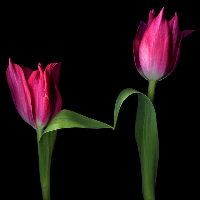 اضغط على الصورة لعرض أكبر.&nbsp;

الإسم:	Voulez vous danser grand mère.jpg&nbsp;
مشاهدات:	1&nbsp;
الحجم:	43.8 كيلوبايت&nbsp;
الهوية:	848160