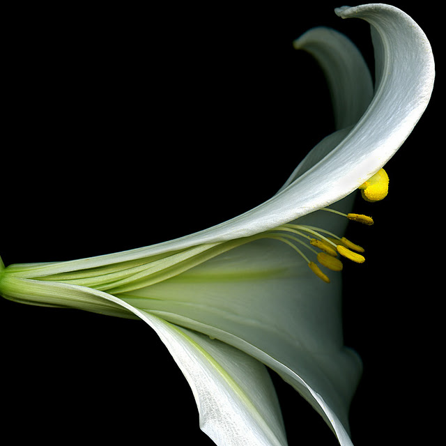 اضغط على الصورة لعرض أكبر.&nbsp;

الإسم:	FLOWER SCULPTURE, Lilium longiflorum.jpg&nbsp;
مشاهدات:	1&nbsp;
الحجم:	52.6 كيلوبايت&nbsp;
الهوية:	848150