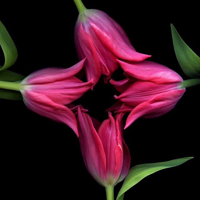 اضغط على الصورة لعرض أكبر.&nbsp;

الإسم:	QUARTET.jpg&nbsp;
مشاهدات:	1&nbsp;
الحجم:	74.8 كيلوبايت&nbsp;
الهوية:	848155