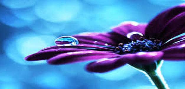 اضغط على الصورة لعرض أكبر.&nbsp;

الإسم:	زهره2.JPG&nbsp;
مشاهدات:	1&nbsp;
الحجم:	21.7 كيلوبايت&nbsp;
الهوية:	855299