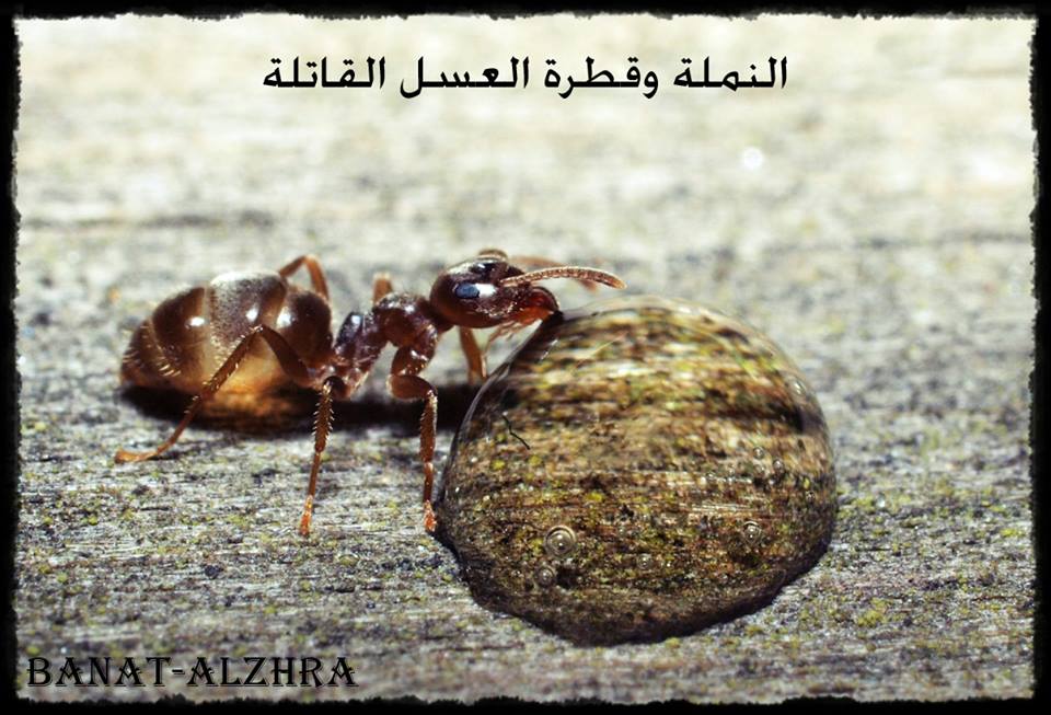 اضغط على الصورة لعرض أكبر.&nbsp;

الإسم:	1509113_643400729072770_1222434463360622145_n.jpg&nbsp;
مشاهدات:	1&nbsp;
الحجم:	99.2 كيلوبايت&nbsp;
الهوية:	853091