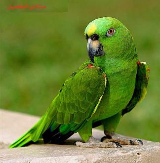 اضغط على الصورة لعرض أكبر.&nbsp;

الإسم:	image26172953.jpg&nbsp;
مشاهدات:	1&nbsp;
الحجم:	31.5 كيلوبايت&nbsp;
الهوية:	848173