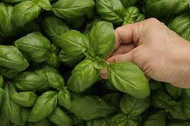 اضغط على الصورة لعرض أكبر.&nbsp;

الإسم:	نعناع.jpeg&nbsp;
مشاهدات:	1&nbsp;
الحجم:	7.5 كيلوبايت&nbsp;
الهوية:	855257