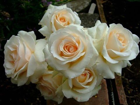 اضغط على الصورة لعرض أكبر.&nbsp;

الإسم:	17499496_431856250483653_6338017220478179741_n.jpg&nbsp;
مشاهدات:	2&nbsp;
الحجم:	27.0 كيلوبايت&nbsp;
الهوية:	860299