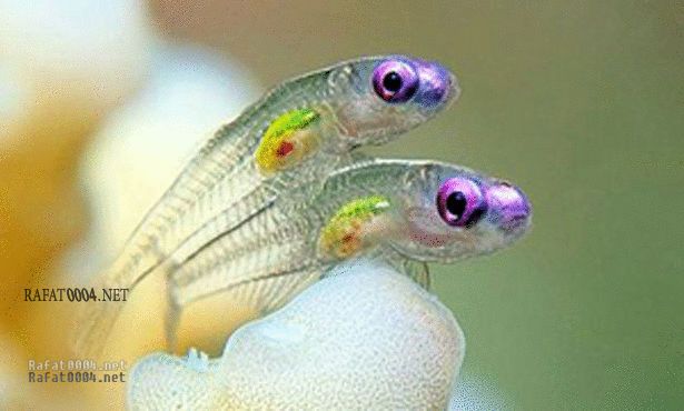 اضغط على الصورة لعرض أكبر.&nbsp;

الإسم:	img_1315927439_430.jpg&nbsp;
مشاهدات:	1&nbsp;
الحجم:	34.1 كيلوبايت&nbsp;
الهوية:	848685