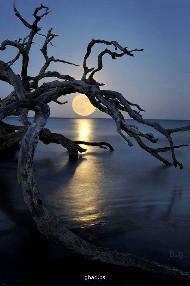 اضغط على الصورة لعرض أكبر.&nbsp;

الإسم:	1465192_1524302117867626_1837618874396007660_n.jpg&nbsp;
مشاهدات:	1&nbsp;
الحجم:	47.5 كيلوبايت&nbsp;
الهوية:	860494
