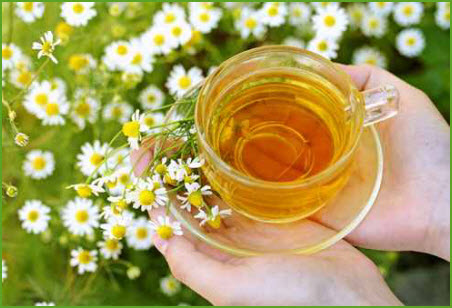 اضغط على الصورة لعرض أكبر.&nbsp;

الإسم:	chamomile1.jpg&nbsp;
مشاهدات:	1&nbsp;
الحجم:	48.0 كيلوبايت&nbsp;
الهوية:	852282