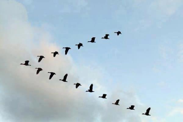 اضغط على الصورة لعرض أكبر.&nbsp;

الإسم:	سرب-طيور.jpg&nbsp;
مشاهدات:	1&nbsp;
الحجم:	11.9 كيلوبايت&nbsp;
الهوية:	855237