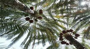 اضغط على الصورة لعرض أكبر.&nbsp;

الإسم:	images.jpg&nbsp;
مشاهدات:	1&nbsp;
الحجم:	15.6 كيلوبايت&nbsp;
الهوية:	851456