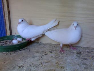 اضغط على الصورة لعرض أكبر.&nbsp;

الإسم:	781_11242415032[1].jpg&nbsp;
مشاهدات:	1&nbsp;
الحجم:	28.9 كيلوبايت&nbsp;
الهوية:	847191