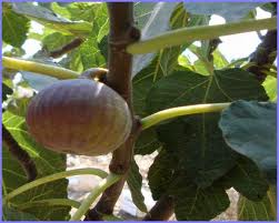 اضغط على الصورة لعرض أكبر.   الإسم:	imagesCAXPQD4V.jpg  مشاهدات:	1  الحجم:	9.7 كيلوبايت  الهوية:	850026