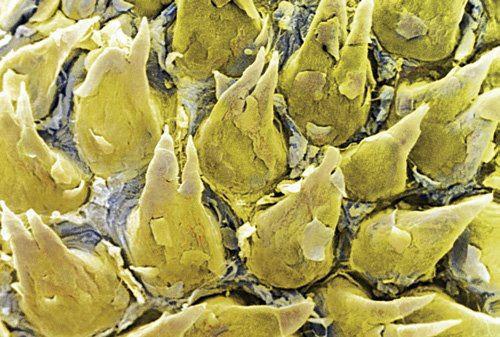 اضغط على الصورة لعرض أكبر.&nbsp;

الإسم:	اللسان بصورة مك&amp;#1.jpg&nbsp;
مشاهدات:	1&nbsp;
الحجم:	47.8 كيلوبايت&nbsp;
الهوية:	851438