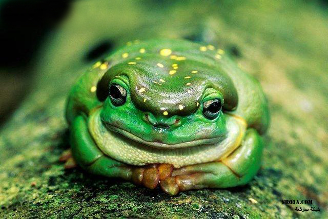 اضغط على الصورة لعرض أكبر.&nbsp;

الإسم:	f20758aec0541166ee896a34d71ad972.jpg&nbsp;
مشاهدات:	1&nbsp;
الحجم:	175.3 كيلوبايت&nbsp;
الهوية:	847465