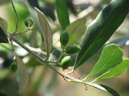 اضغط على الصورة لعرض أكبر.&nbsp;

الإسم:	images.jpeg&nbsp;
مشاهدات:	1&nbsp;
الحجم:	7.9 كيلوبايت&nbsp;
الهوية:	855243