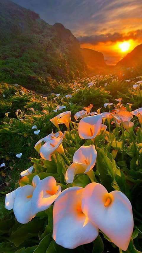 اضغط على الصورة لعرض أكبر.&nbsp;

الإسم:	FB_IMG_1489521515117.jpg&nbsp;
مشاهدات:	1&nbsp;
الحجم:	48.4 كيلوبايت&nbsp;
الهوية:	860921